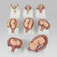 Modèles Développement Embryonnaire Modèles 3D