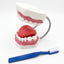 Modèle dentaire avec brosse