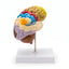 Coupe Sagittale du Cerveau : Modèle Demi-Cerveau
