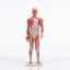 Système Musculaire Humain 3D : Modèle Anatomique