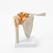 Modèle Articulation Épaule – Maquette Anatomique de Précision