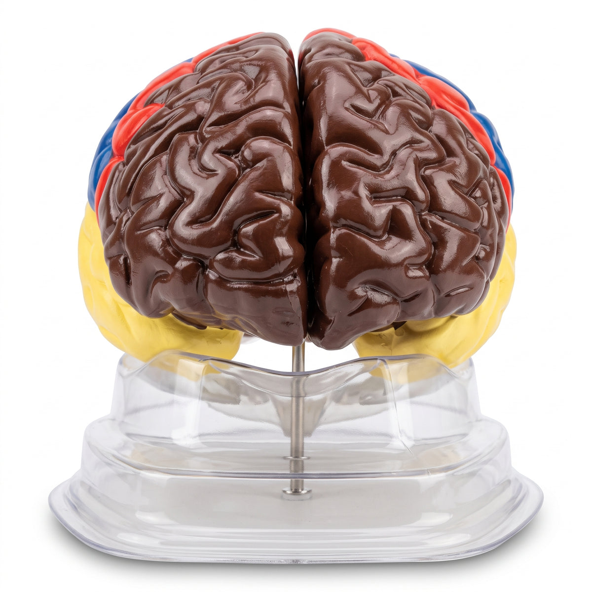 Modèle Anatomique : Cerveau Coloré 3D Image principale du produit