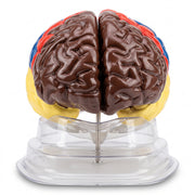 Modèle Anatomique : Cerveau Coloré 3D