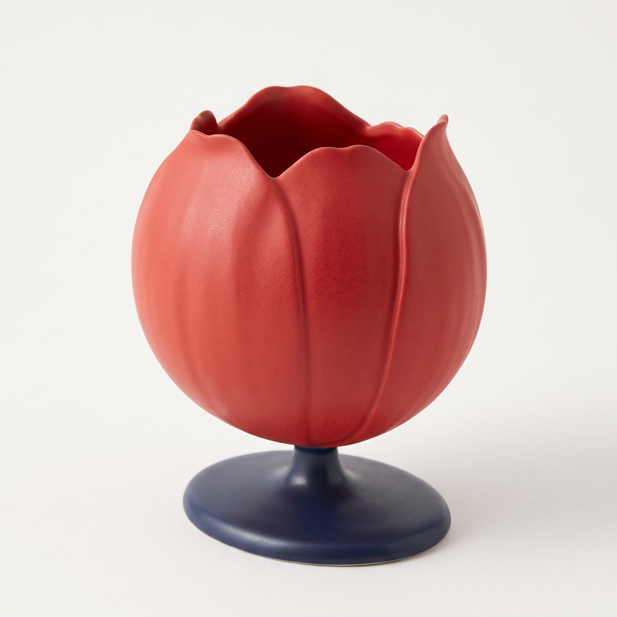 Modèle Anatomique : Fleur de Tulipe Image principale du produit