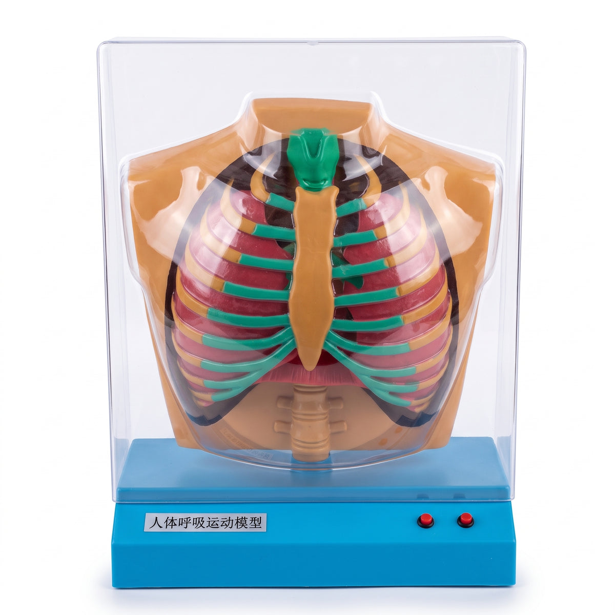 Modèle système respiratoire Image principale du produit