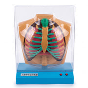 Modèle système respiratoire