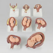 Modèles Développement Embryonnaire Modèles 3D