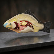 Modèle Anatomique Poisson 3D