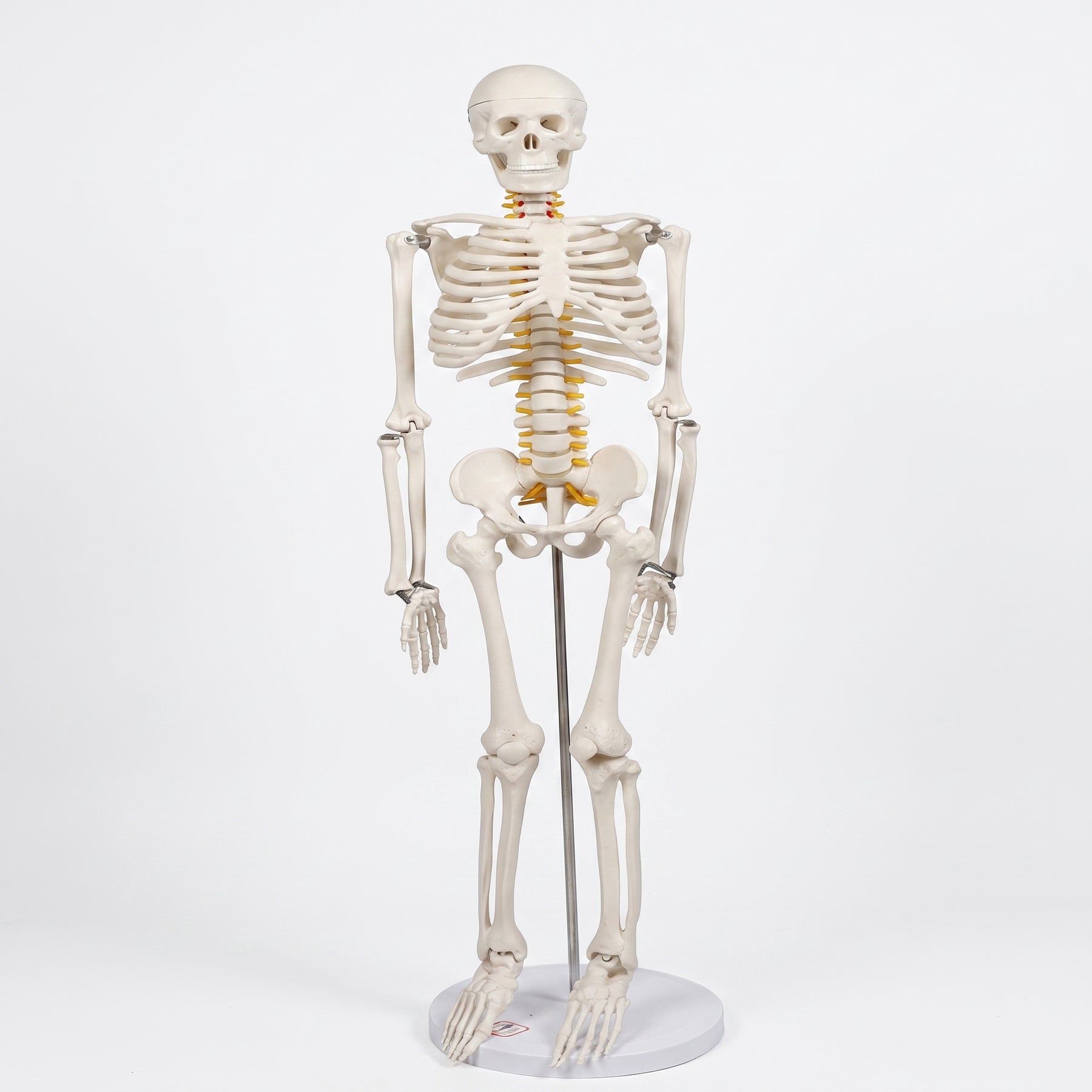 Squelette Humain 85cm– Qualité Haute Précision