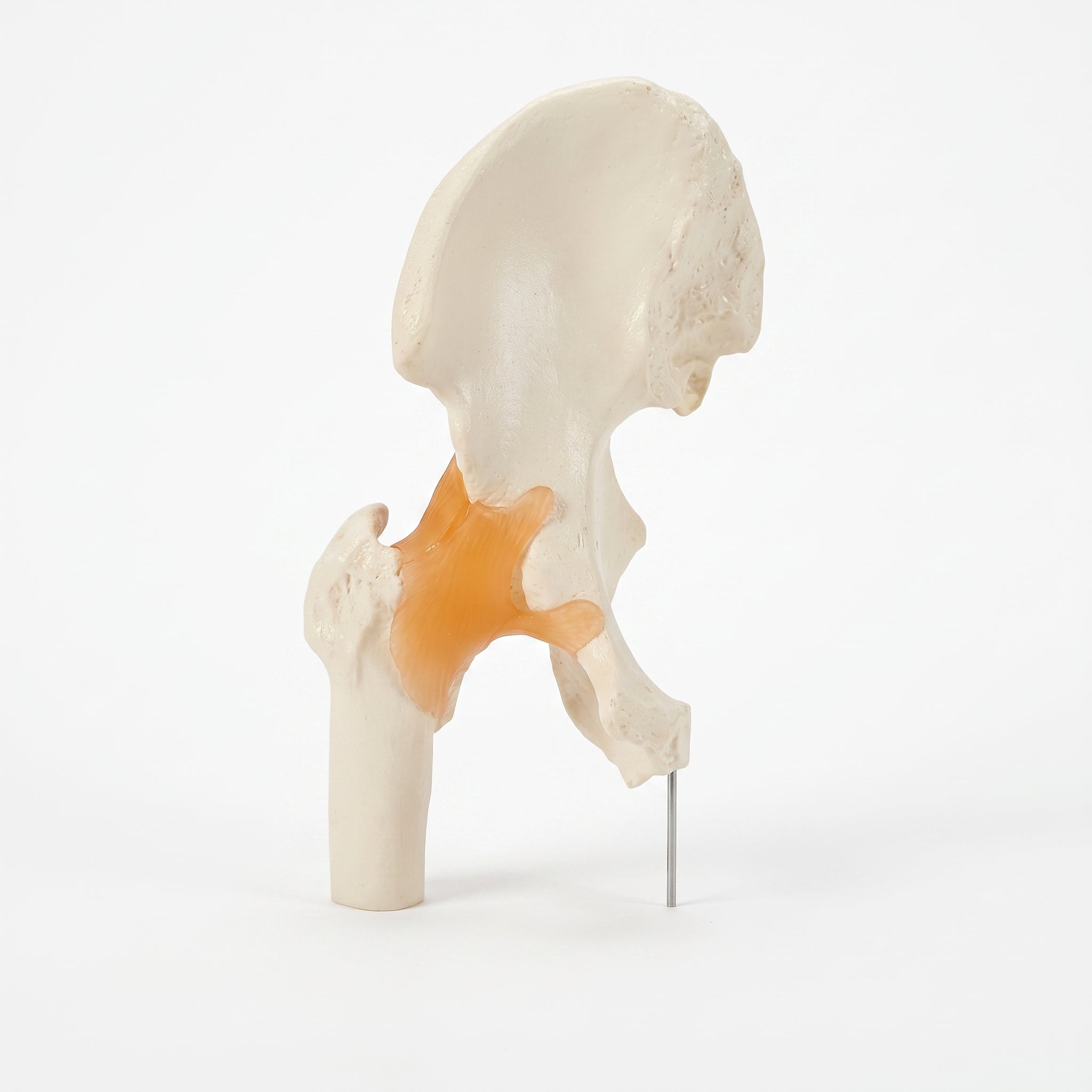 Modèle Articulation La Hanche – Réplique Anatomique de Précision Image principale du produit