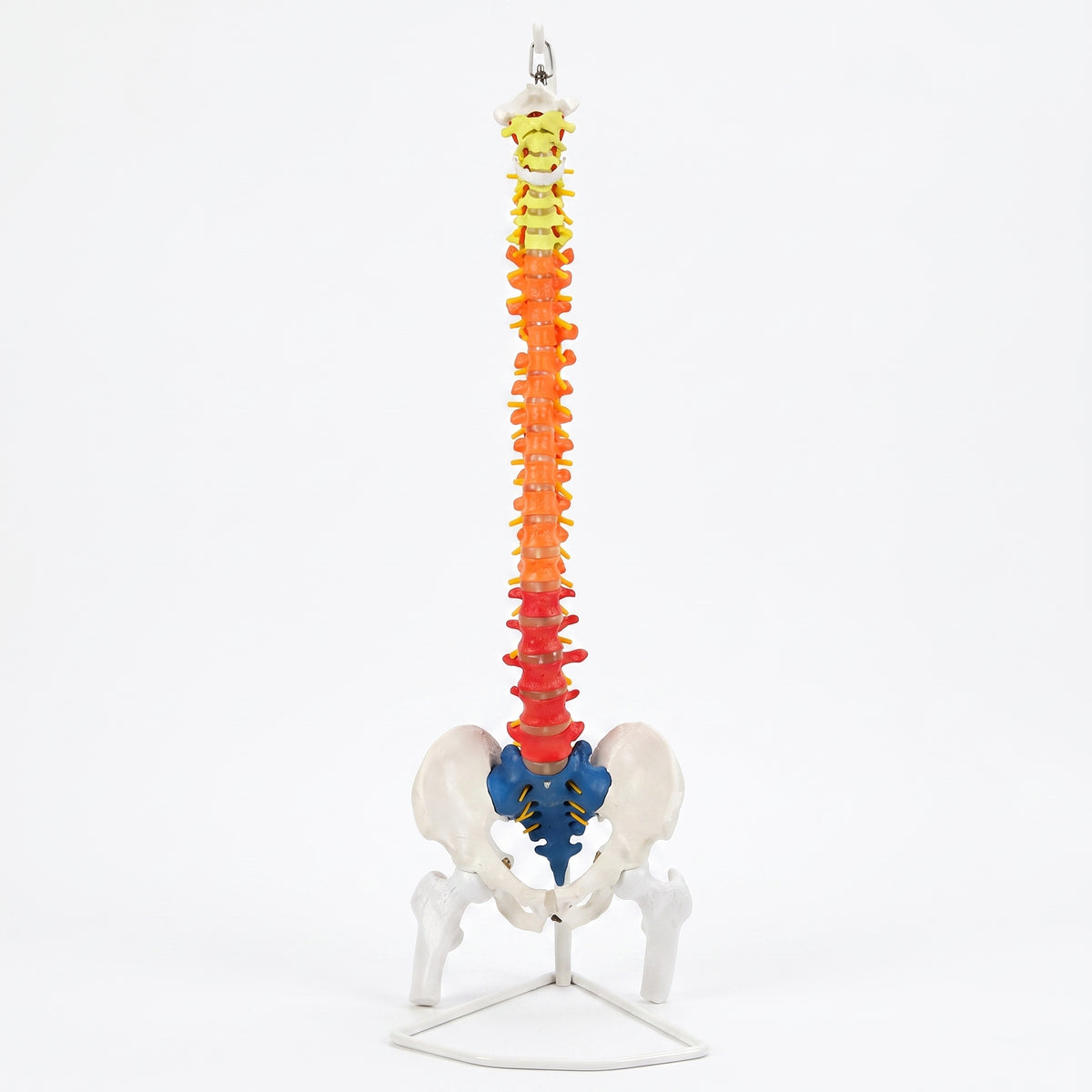 Modèle Colonne Vertébrale Colorée avec Bassin Image principale du produit