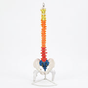Modèle Colonne Vertébrale Colorée avec Bassin