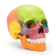 Modèle Anatomique Crâne Coloré 12*7 cm