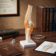 Modèle Articulation Genou Humain – Reproduction Anatomique Haute Qualité