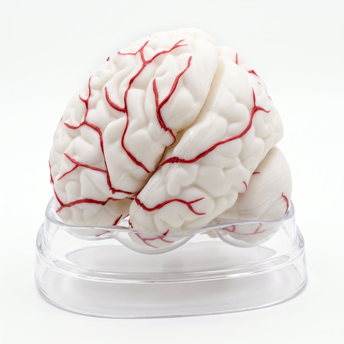 Modèle Anatomique Cerveau Humain 3D Image principale du produit