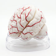 Modèle Anatomique Cerveau Humain 3D