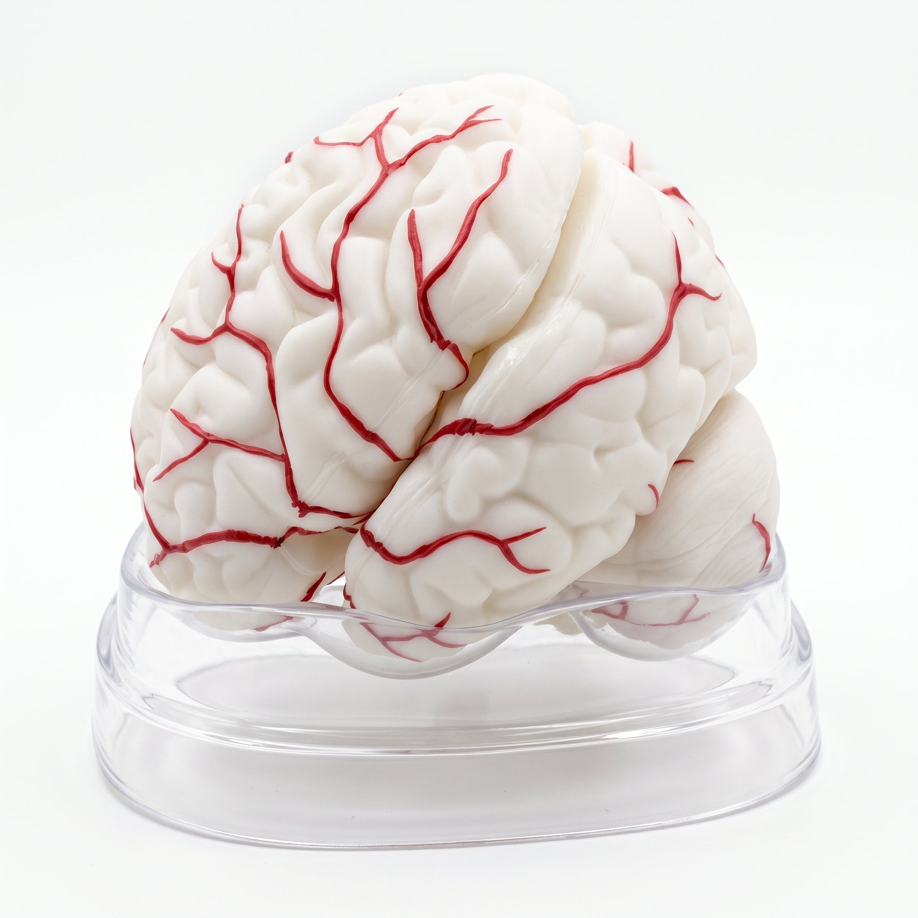 Modèle Anatomique Cerveau Humain 3D