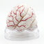 Modèle Anatomique Cerveau Humain 3D