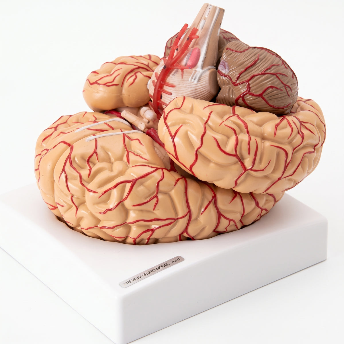 Modèle Anatomique Cerveau Humain 3D Image principale du produit