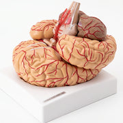 Modèle Anatomique Cerveau Humain 3D