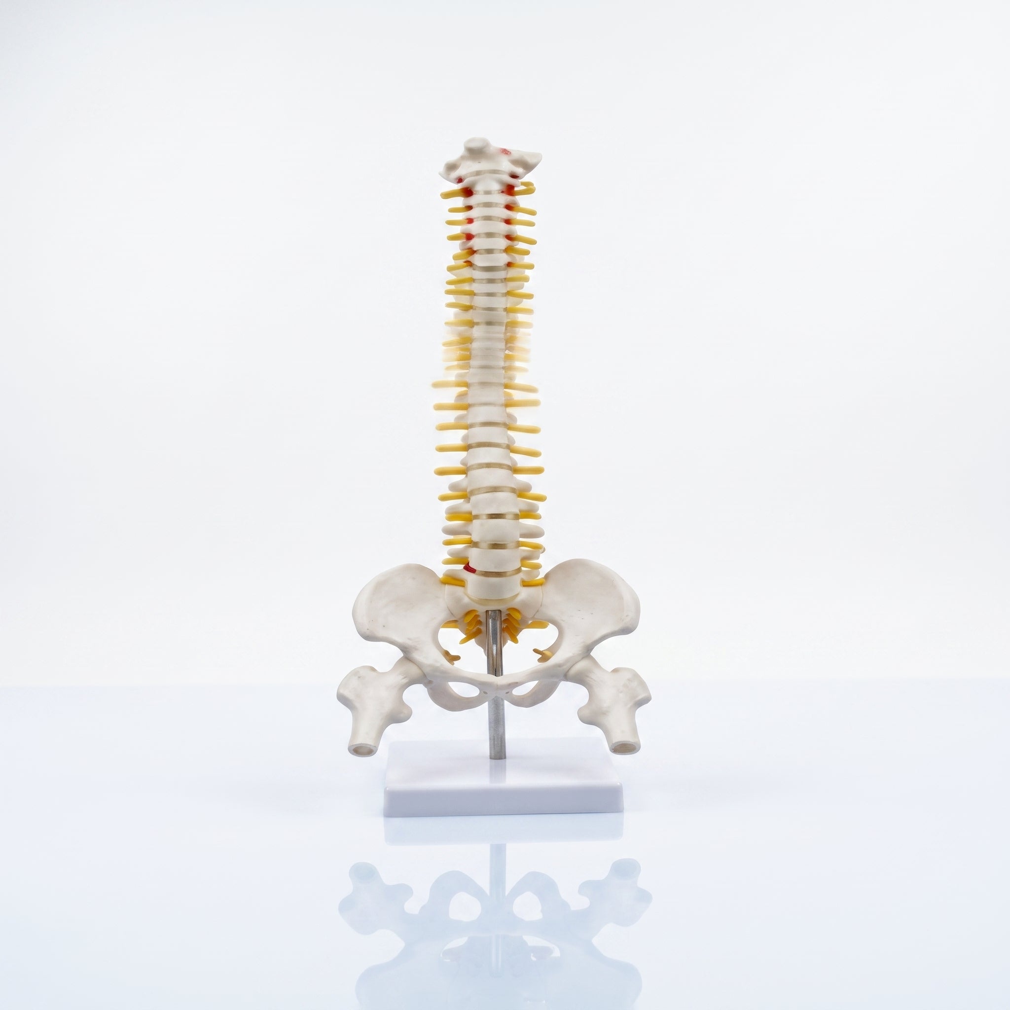 Modèle Colonne Vertébrale 45cm – Réplique Anatomique de Précision Image principale du produit