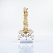 Modèle Colonne Vertébrale 45cm – Réplique Anatomique de Précision