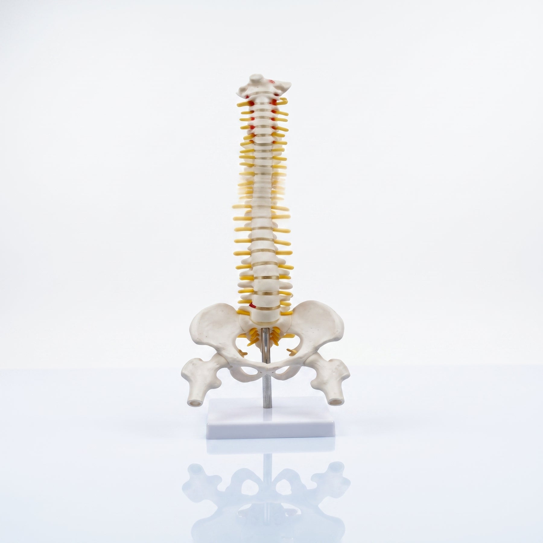 Modèle Colonne Vertébrale 45cm – Réplique Anatomique de Précision