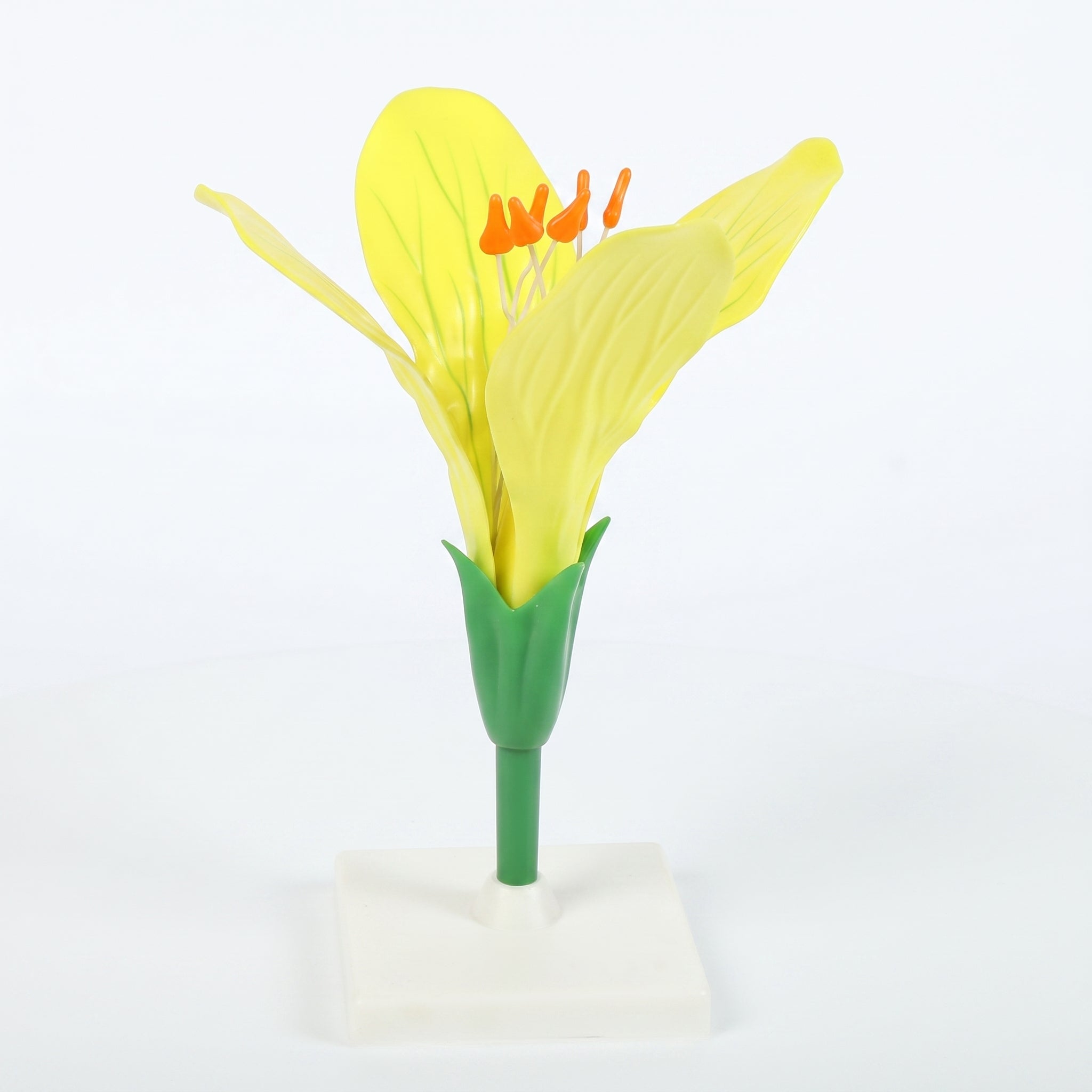Modèle Anatomique : Fleur de Colza 3D Image principale du produit