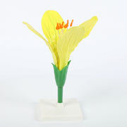 Modèle Anatomique : Fleur de Colza 3D