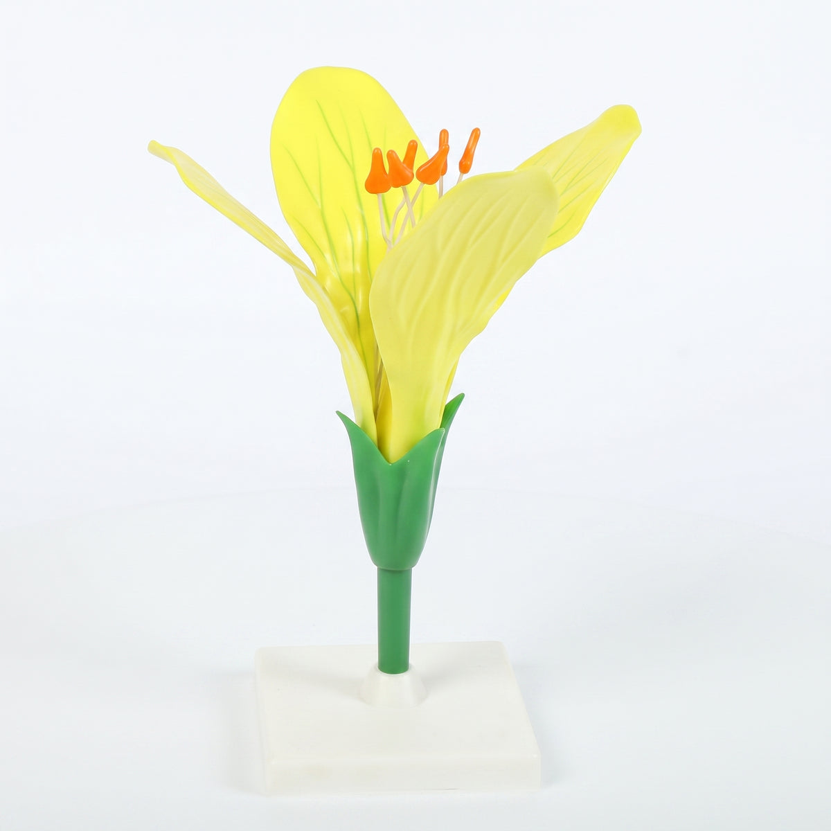 Modèle Anatomique : Fleur de Colza 3D