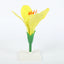 Modèle Anatomique : Fleur de Colza 3D