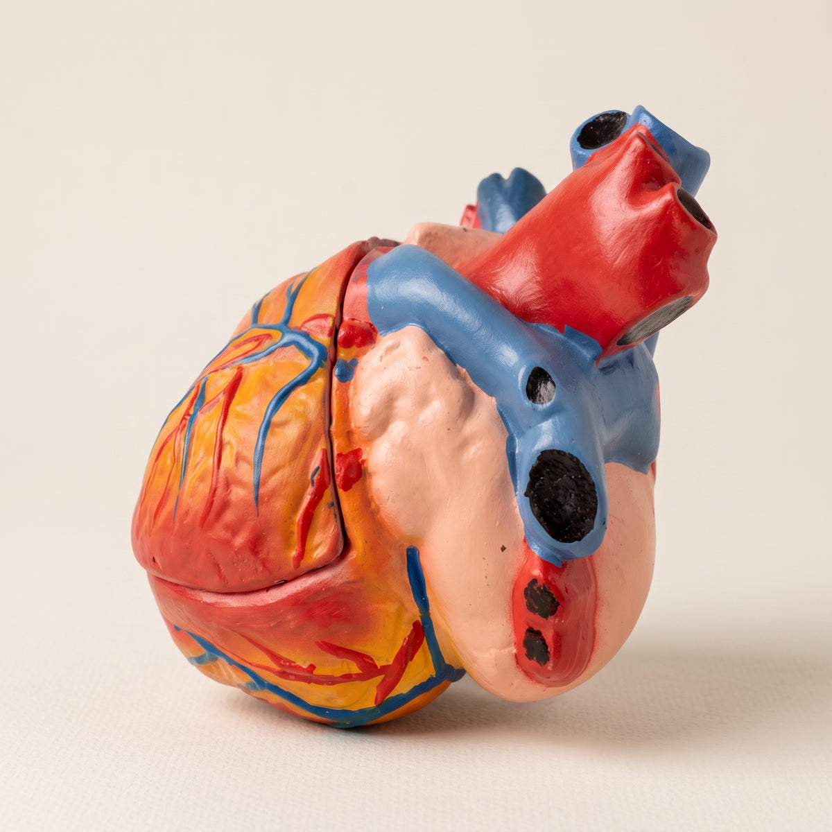 Modèle Anatomique : Cœur Humain 3D Image principale du produit