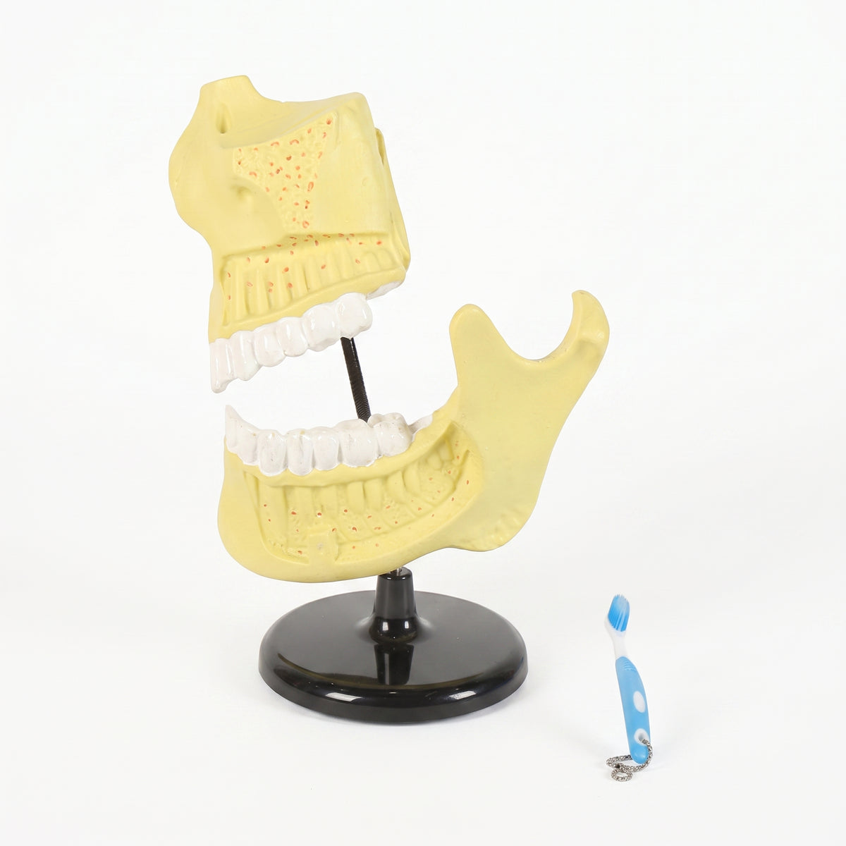 Modèle anatomique dents enfant Image principale du produit