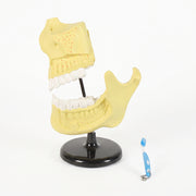 Modèle anatomique dents enfant
