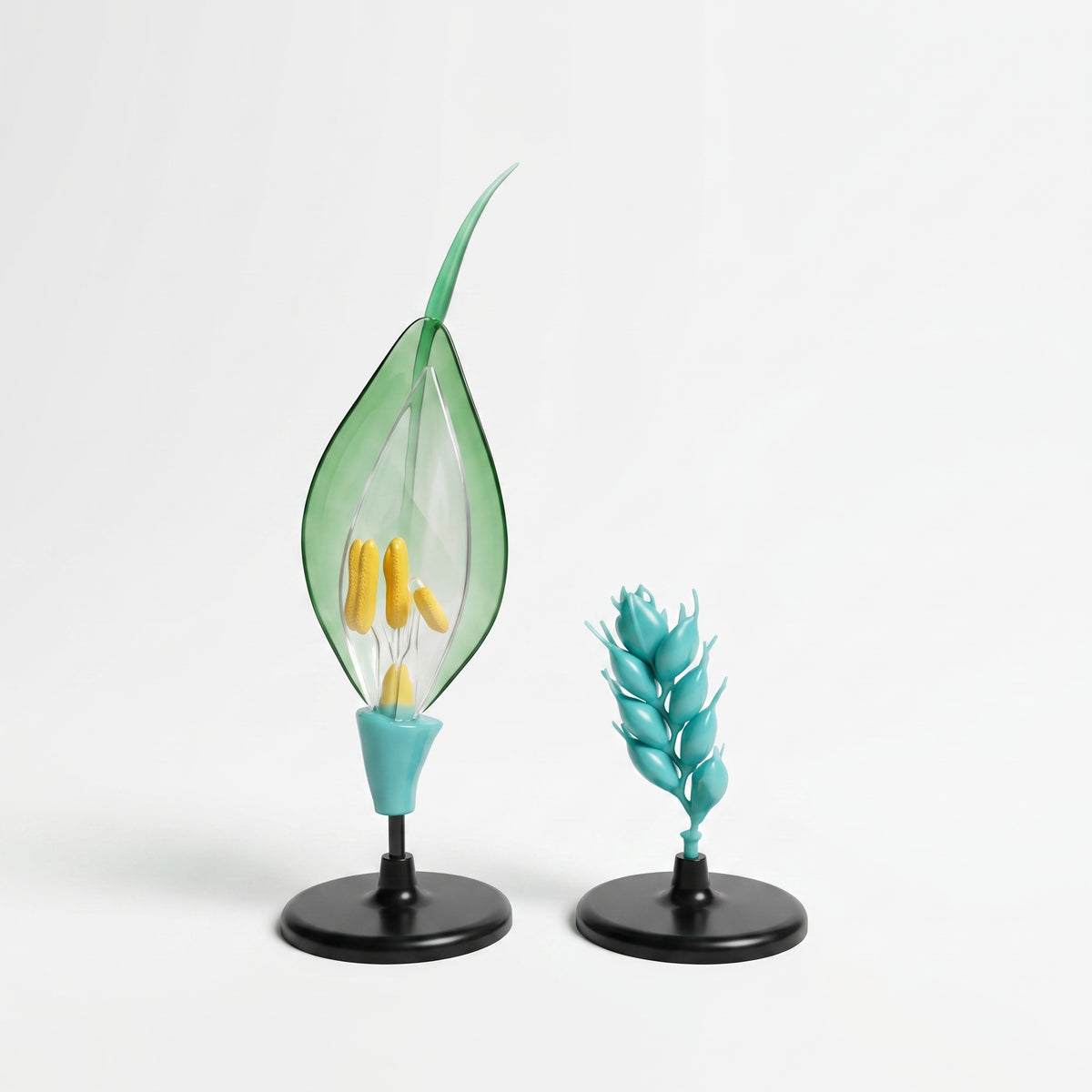 Modèle Anatomique : Fleur de Blé 3D Image principale du produit