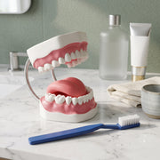 Modèle dentaire avec brosse