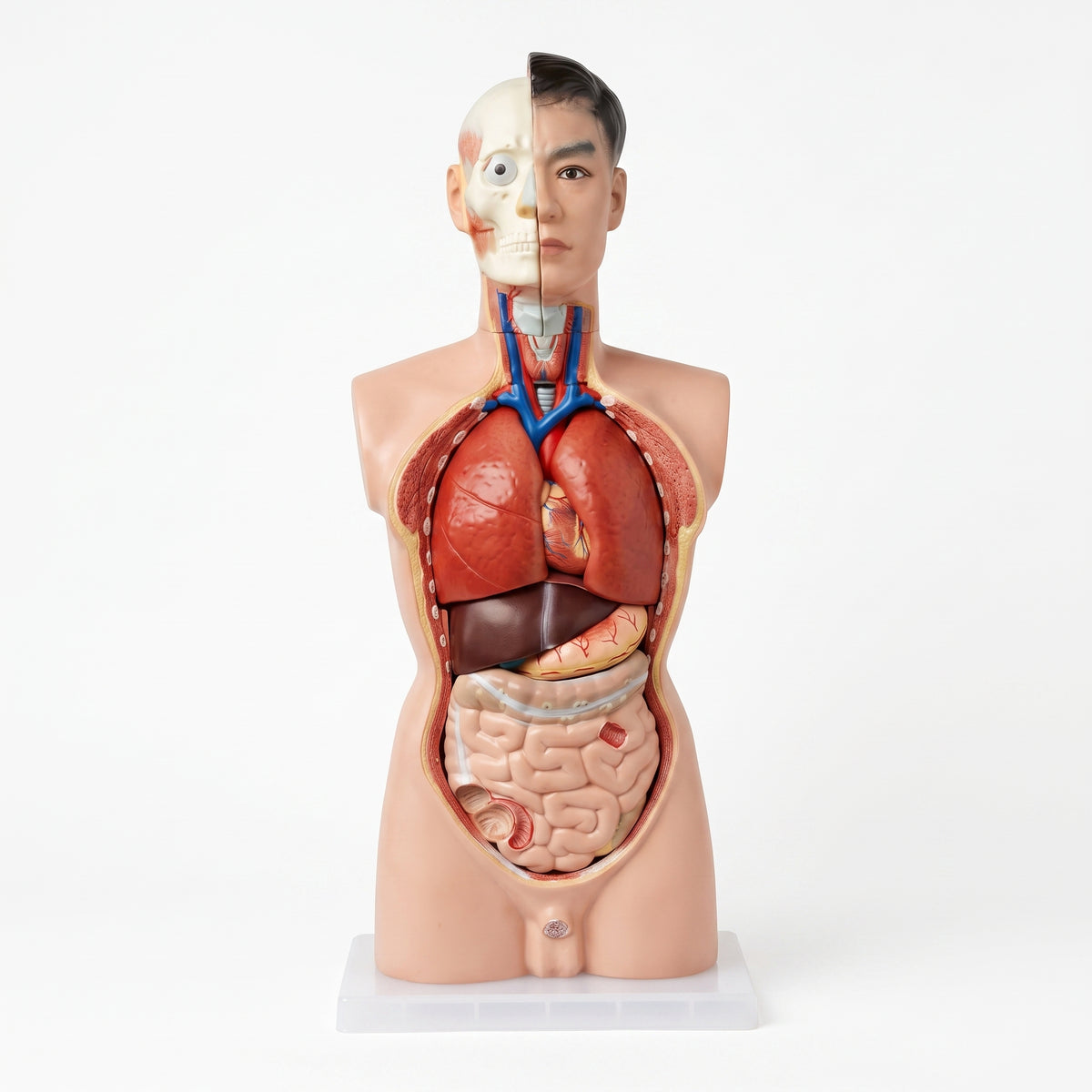Modèle Anatomique Corps Humain – Buste Didactique Image principale du produit
