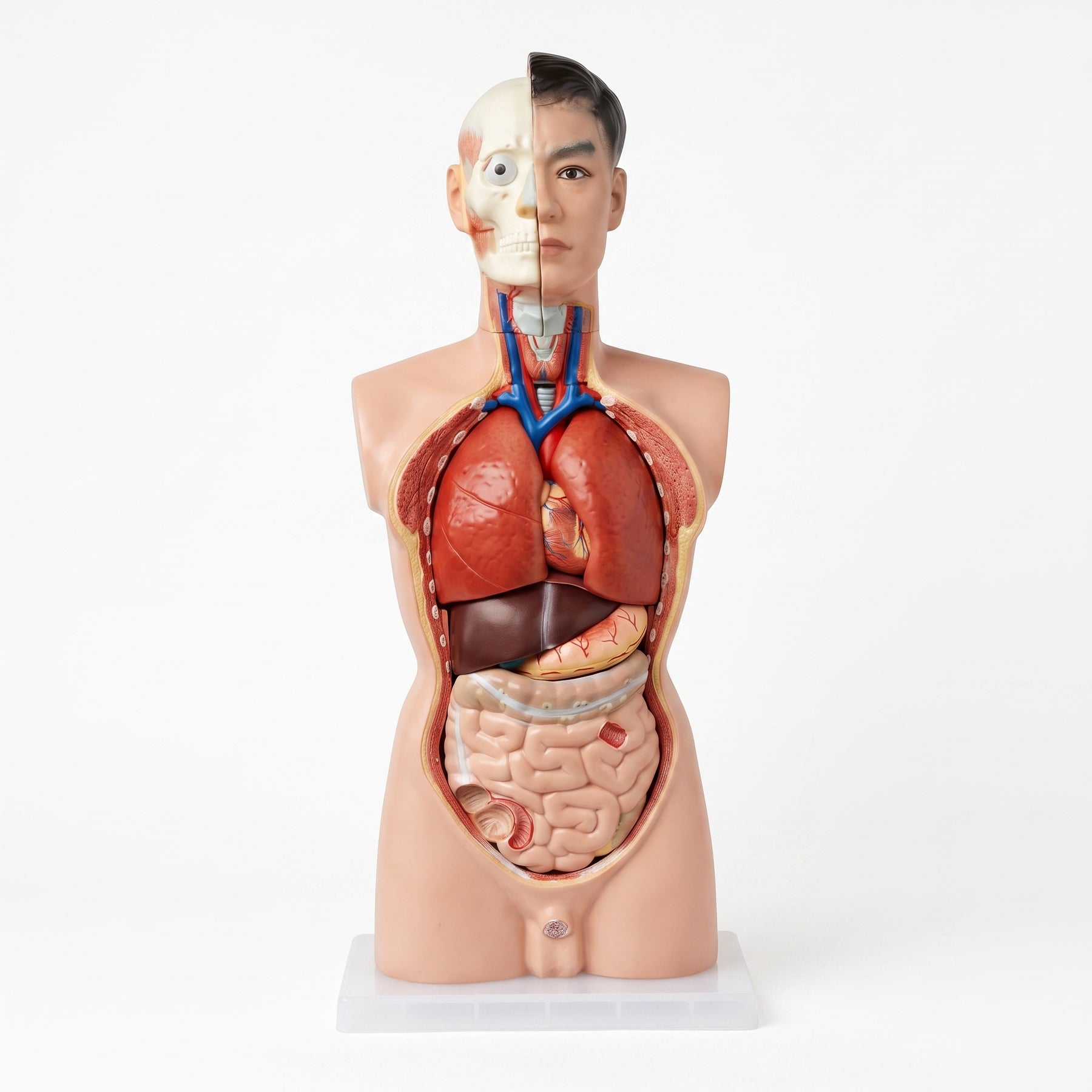 Modèle Anatomique Corps Humain – Buste Didactique