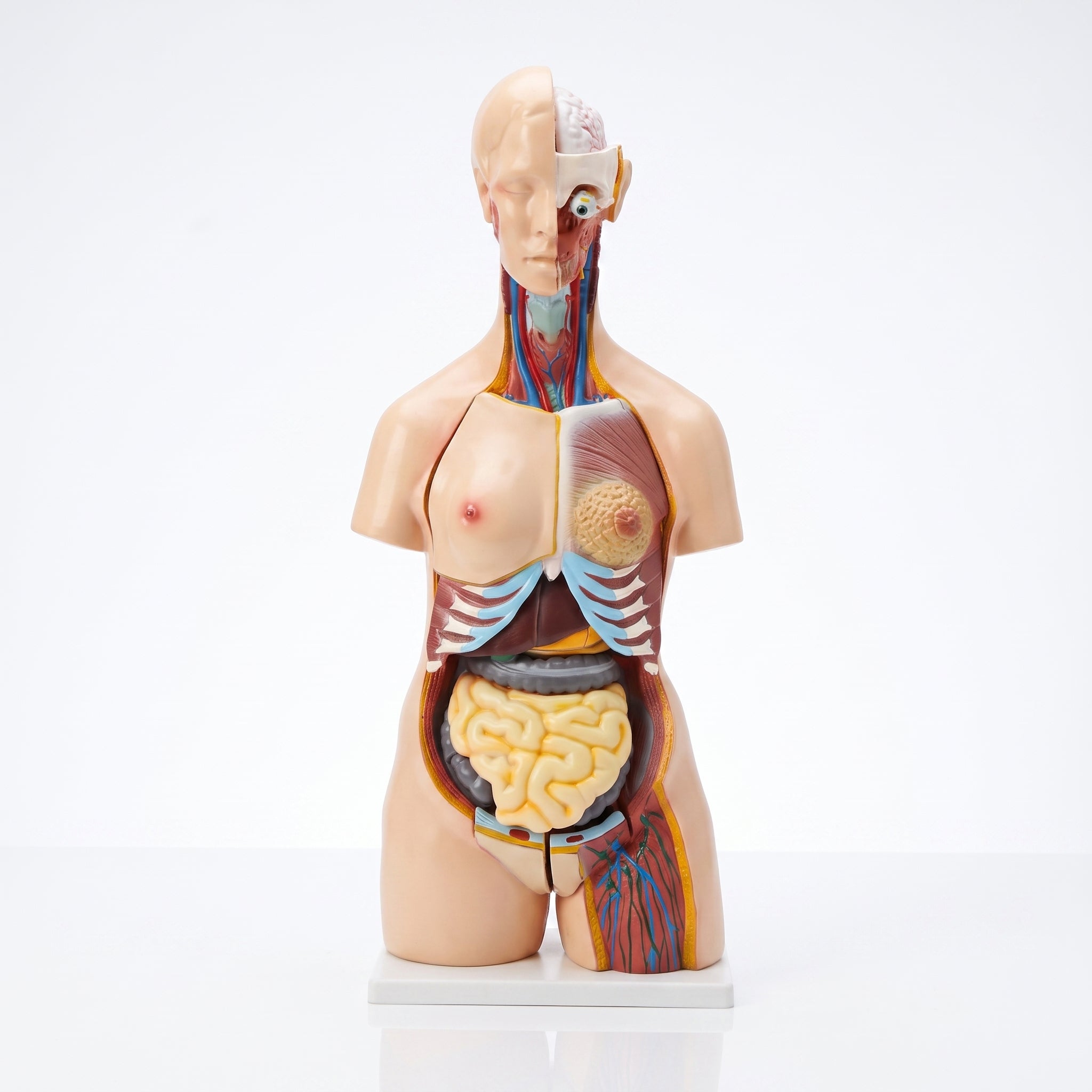 Torse Anatomique Bissexué - Modèle Éducatif 3D Image principale du produit