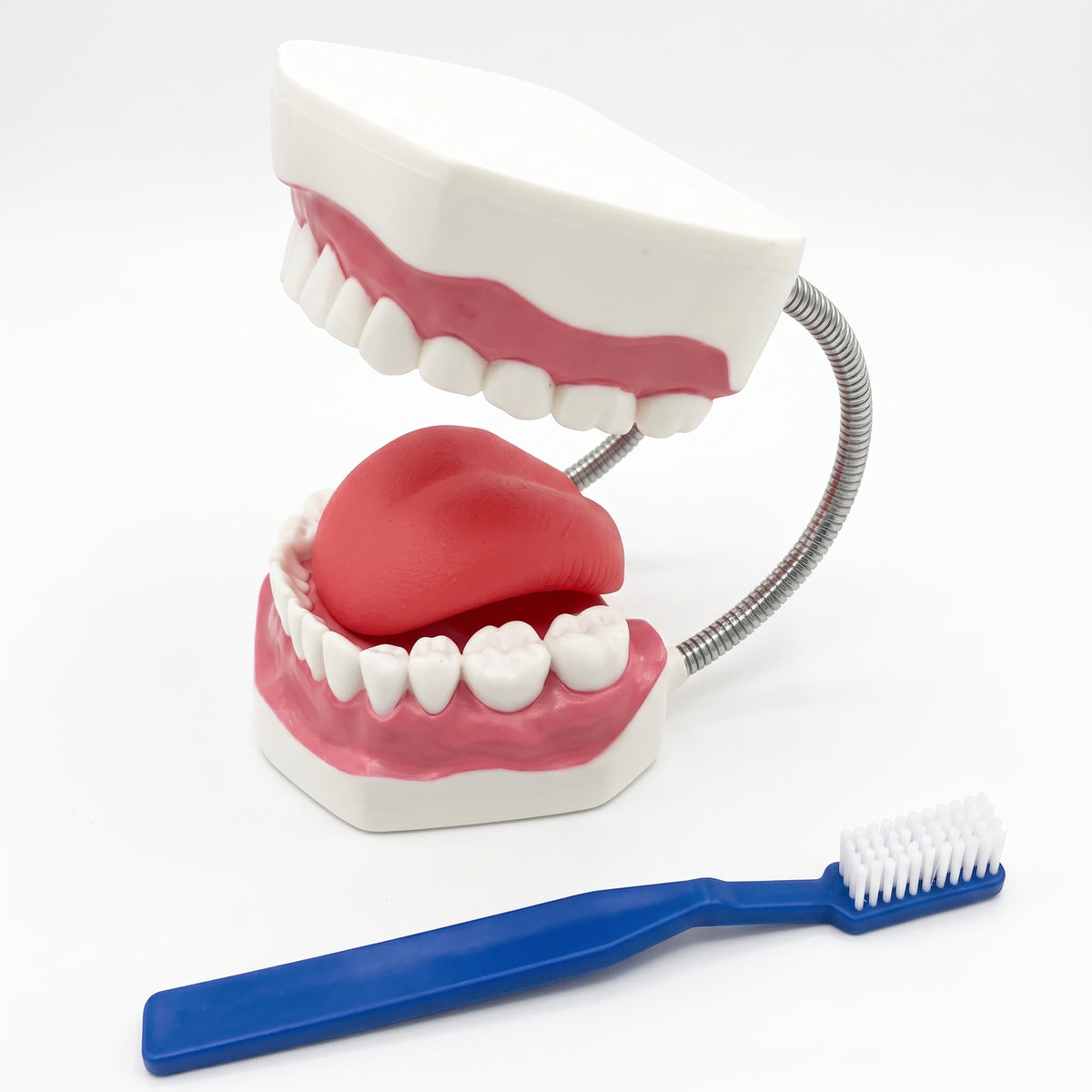 Modèle dentaire avec brosse Image principale du produit