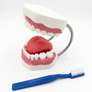 Modèle dentaire avec brosse