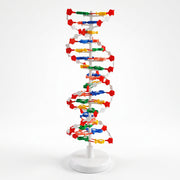 Modèle Structurel ADN 3D