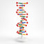 Modèle Structurel ADN 3D