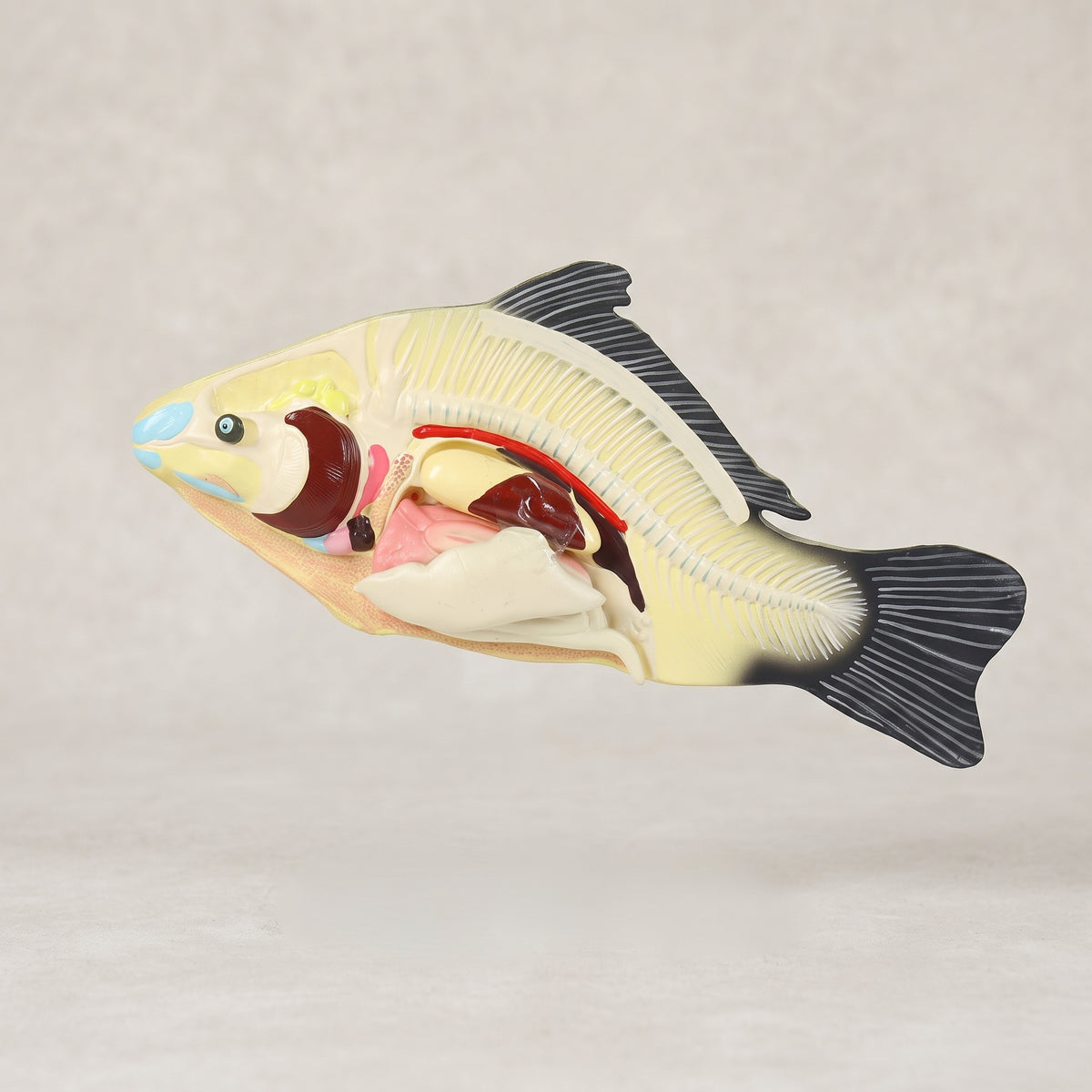 Modèle Anatomique Poisson 3D Image principale du produit