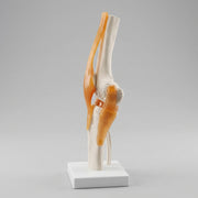 Modèle Articulation Genou Humain – Reproduction Anatomique Haute Qualité