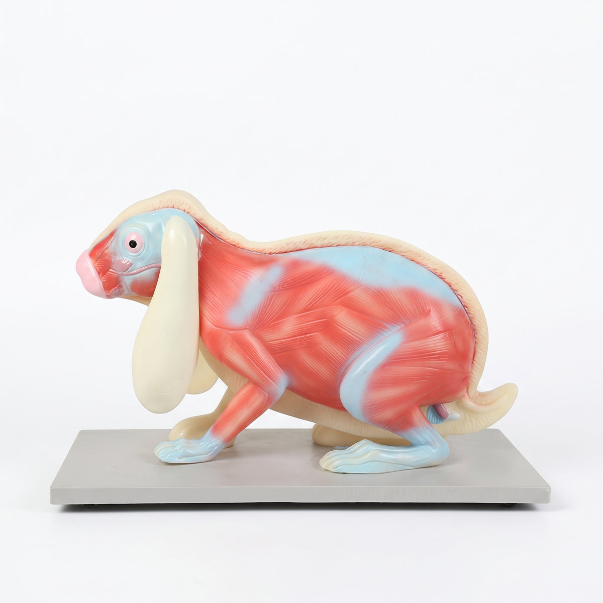 Modèle Anatomique Lapin Image principale du produit