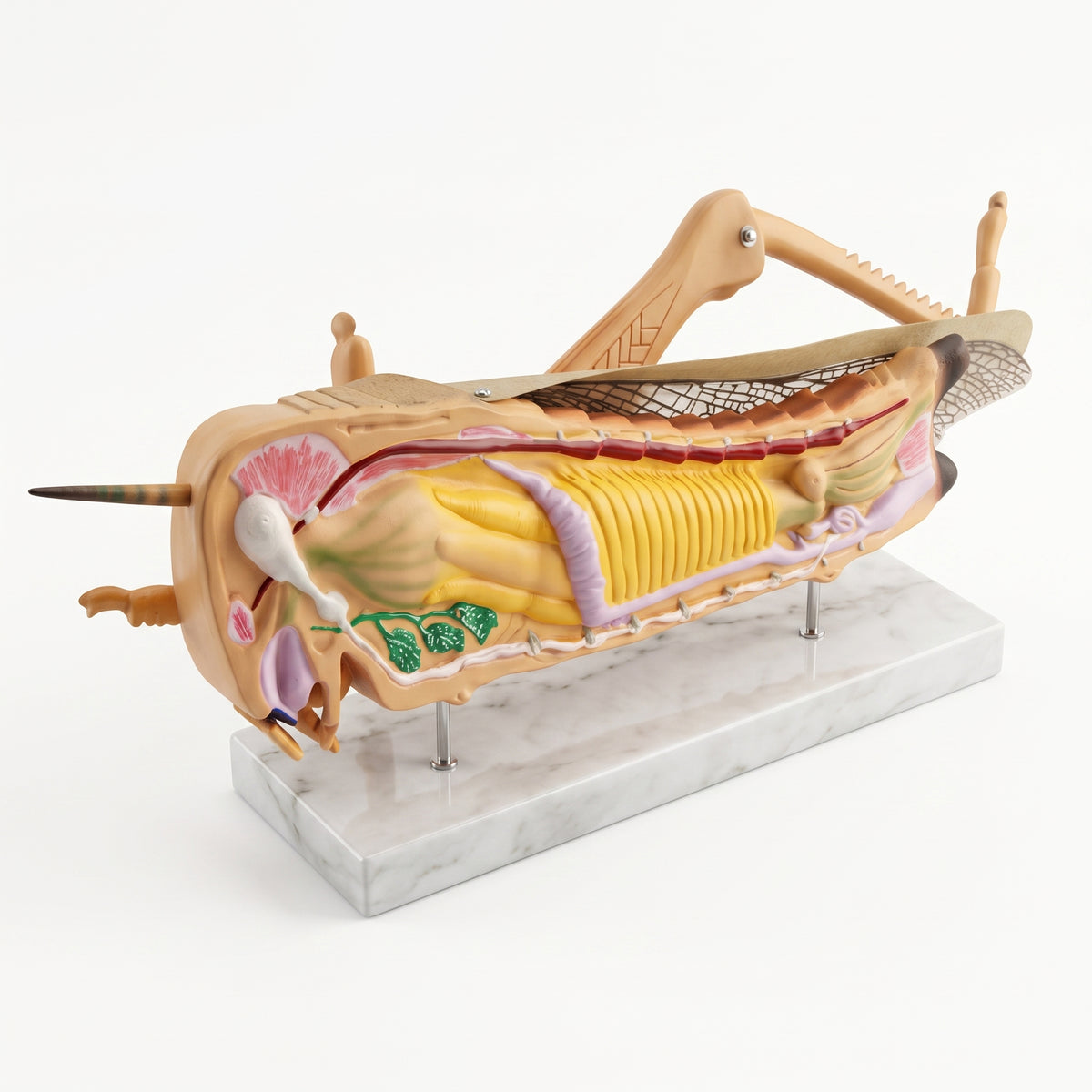 Modèle Anatomique Criquet 3D