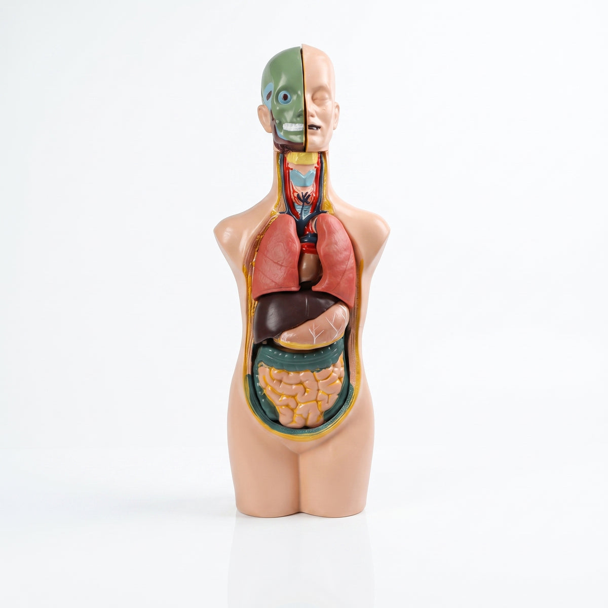 Modèle Anatomique Humain 3D Éducatif Image principale du produit