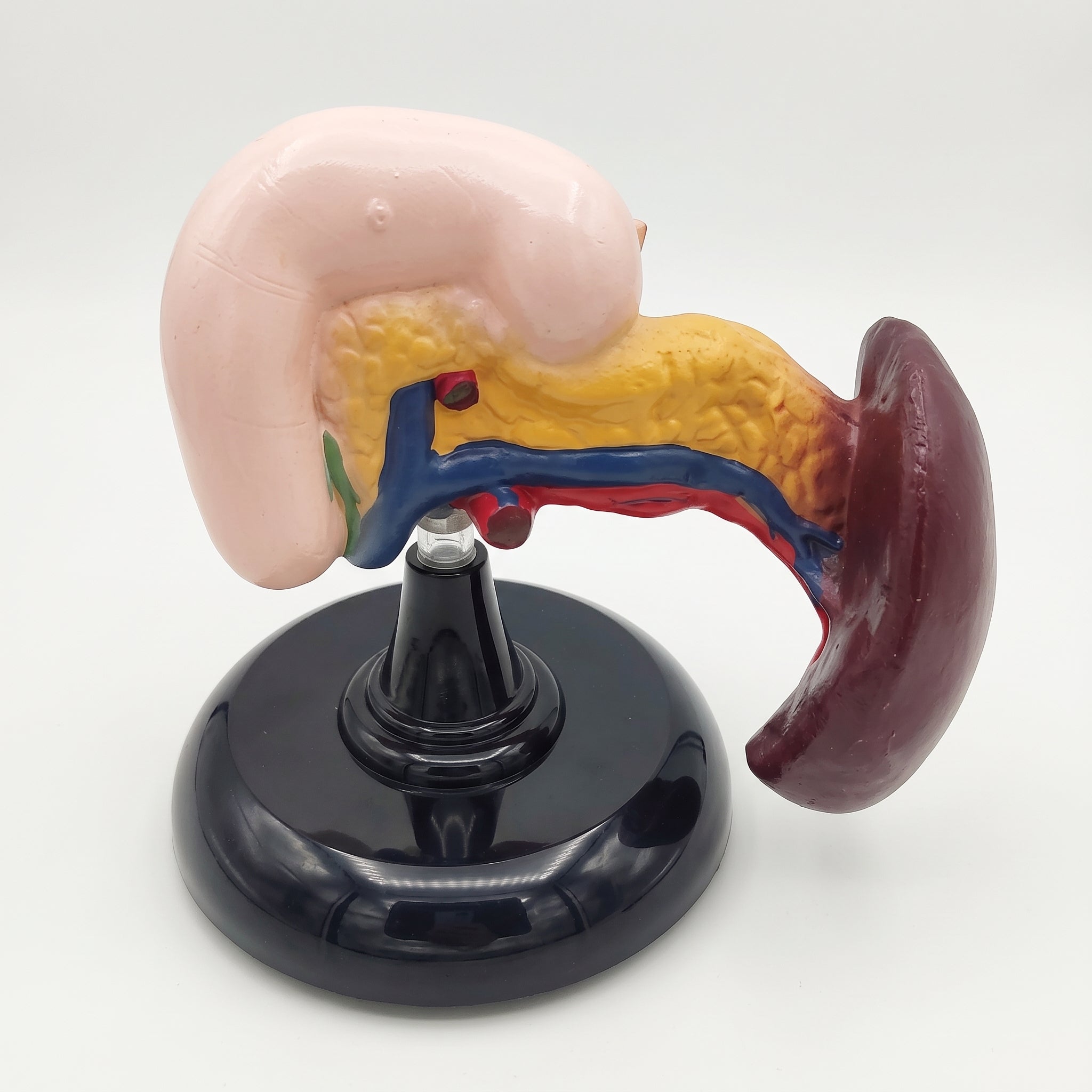 Modèle anatomique du pancréas humain 3D Image principale du produit