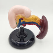 Modèle anatomique du pancréas humain 3D